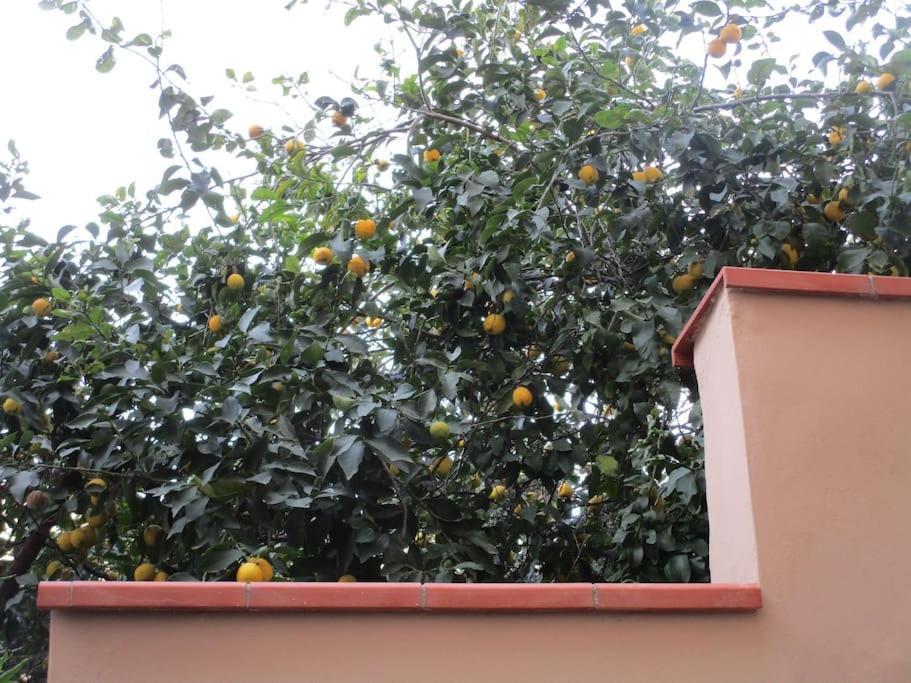 Il Piccolo Eden - Private Garden Appartement Livorno Buitenkant foto